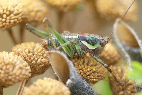 Réf. 301 167 : Antaxius sp.